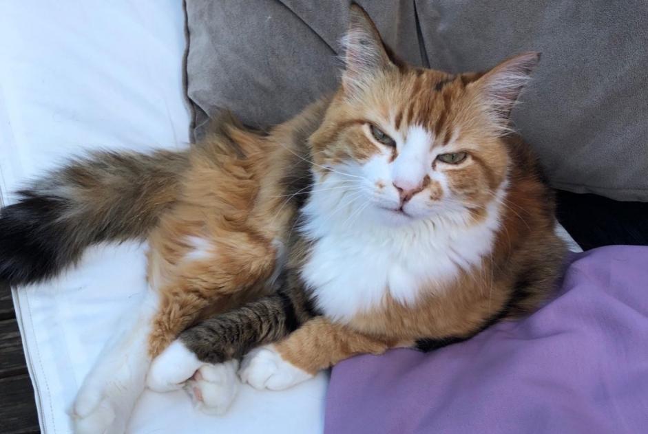 Disappearance alert Cat Female , 17 years Bourges France