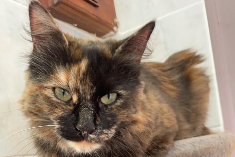 Disappearance alert Cat Female , 4 years Aubepierre-Ozouer-le-Repos France