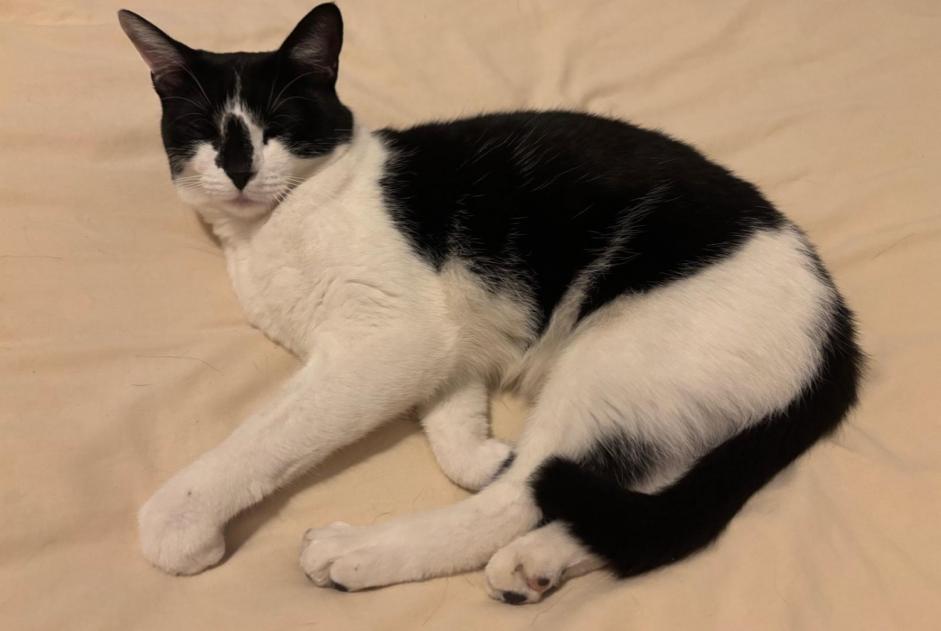 Disappearance alert Cat Female , 3 years Nemours France