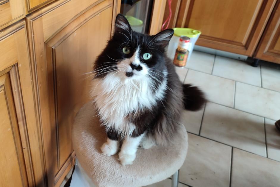 Disappearance alert Cat  Female , 13 years Vaux-le-Pénil France