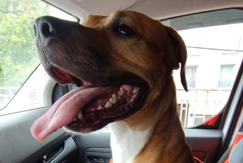 Discovery alert Dog Male Villevaudé France