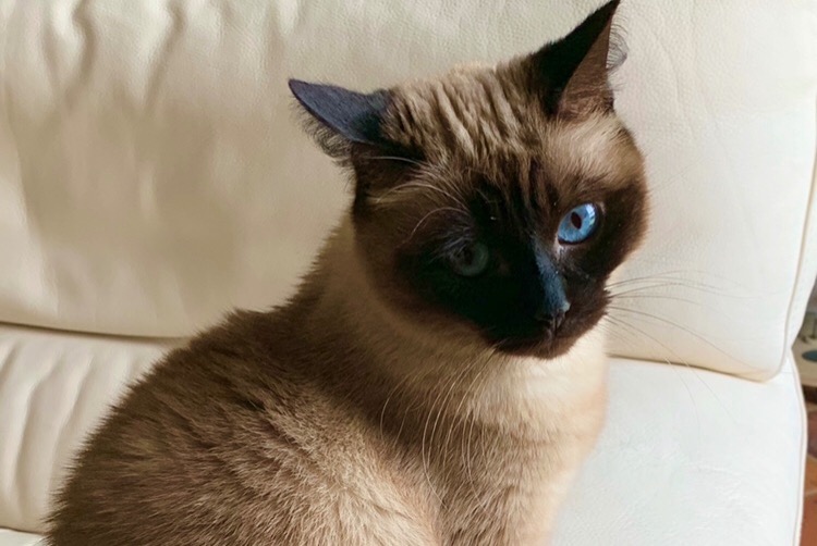 Alerta de Desaparición Gato  Hembra , 14 años Villeneuve-Saint-Denis Francia