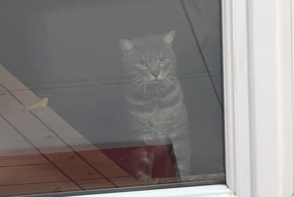 Alerta de Hallazgo Gato  Desconocido Ozoir-la-Ferrière Francia
