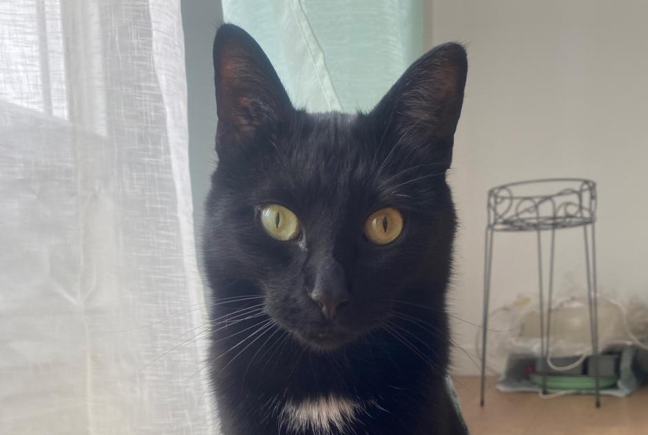 Alerte Disparition Chat Mâle , 2 ans Nemours France