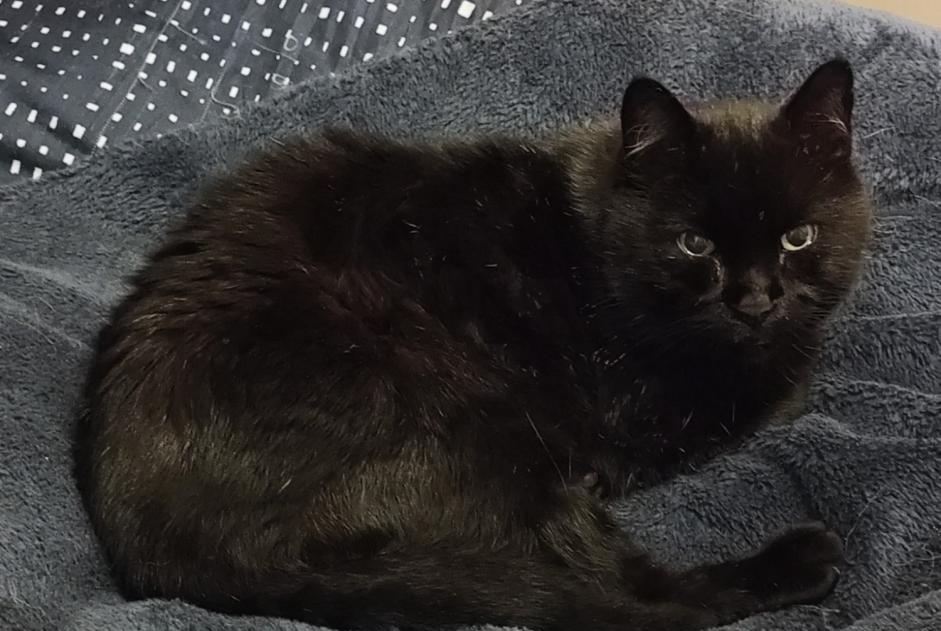 Alerte Disparition Chat  Mâle , 17 ans Thomery France