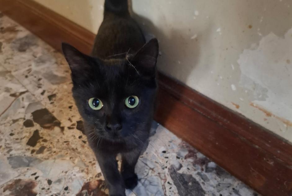 Alerte Découverte Chat Femelle Puilboreau France