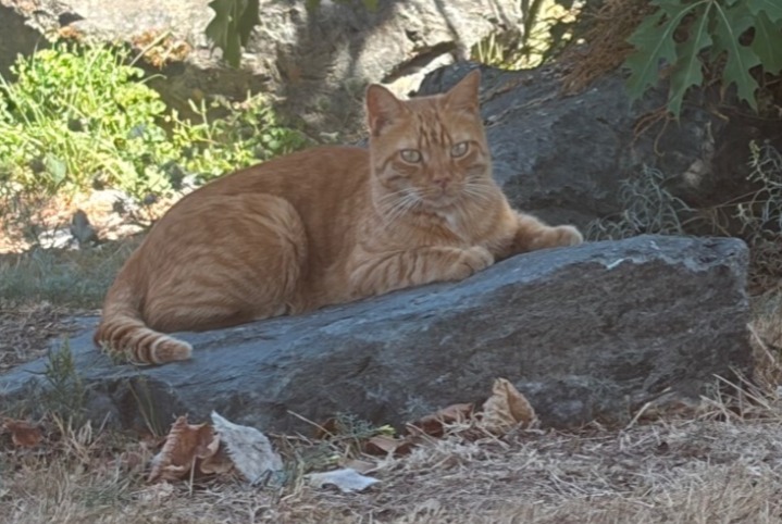 Alerte Découverte Chat Inconnu Treillières France Alerte Découverte Chat Inconnu Treillières France