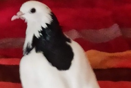 Alerte Disparition Oiseau Femelle , 2026 ans Savigny-le-Temple France