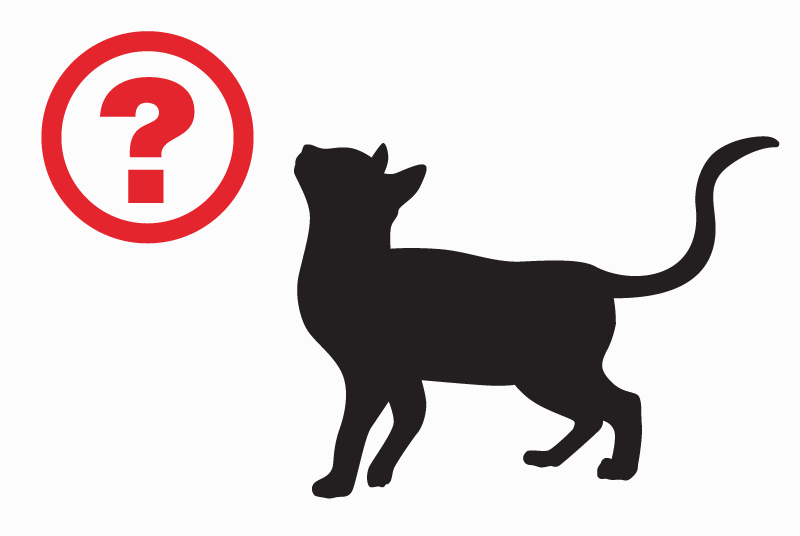 Alerta descoberta Gato cruzamento Macho Paris France