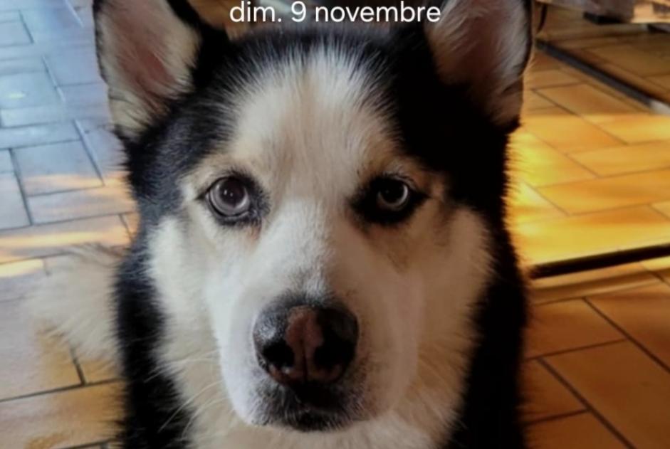 Avviso scomparsa Cane  Maschio , 3 anni Dammarie-les-Lys Francia