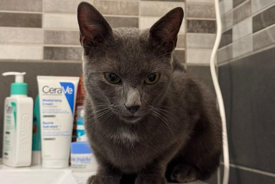Avviso Ritrovamento Gatto Non conosciuta Vert-Saint-Denis Francia
