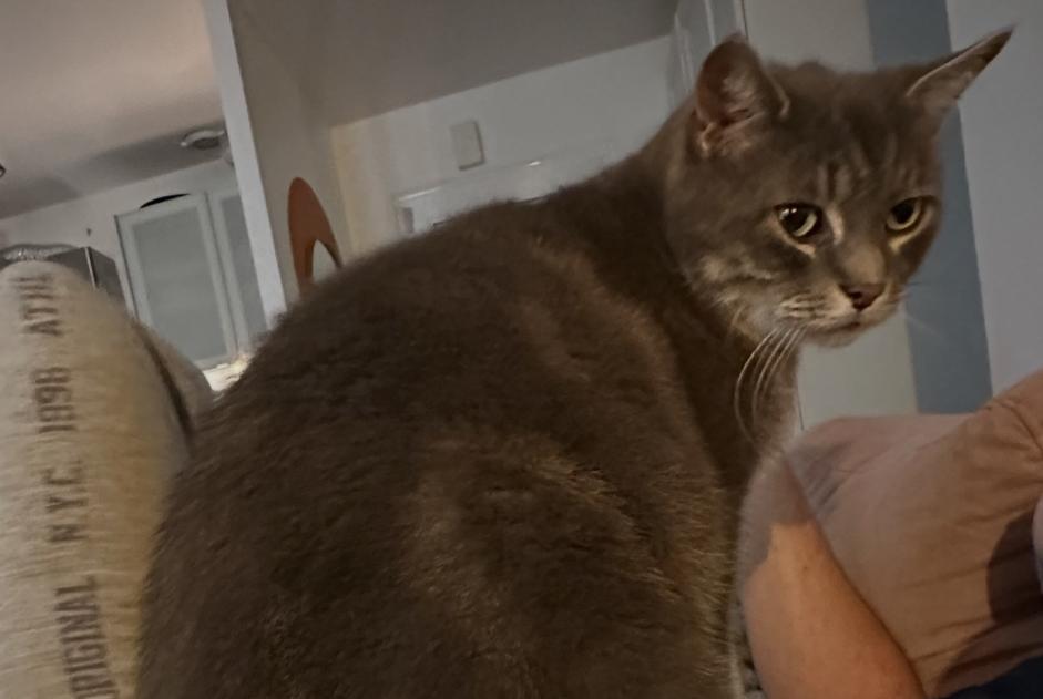 Verdwijningsalarm Kat Mannetje , 9 jaar Nandy Frankrijk Verdwijningsalarm Kat Mannetje , 9 jaar Nandy Frankrijk