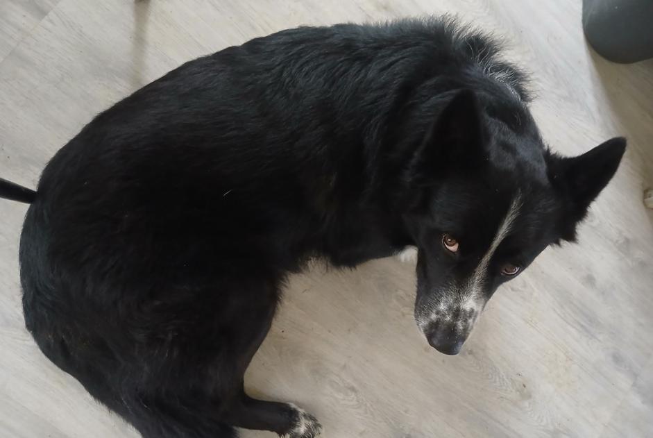 Alerta desaparecimento Cão cruzamento Macho , 3 anos Buchères France
