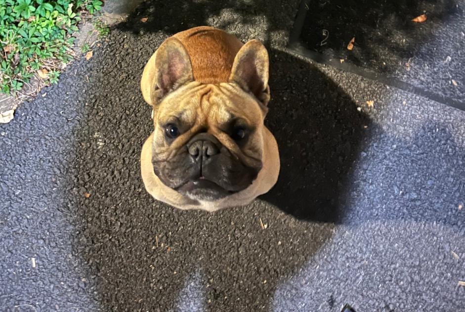 Alerta descoberta Cão  Macho Claye-Souilly France