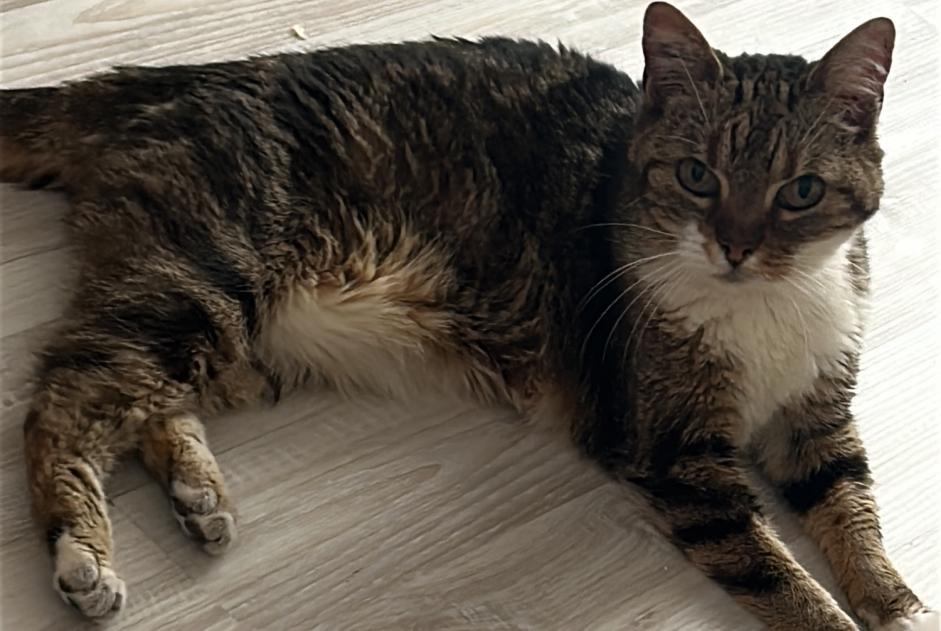 Alerta desaparecimento Gato Fêmea , 10 anos Paris France Alerta desaparecimento Gato Fêmea , 10 anos Paris France