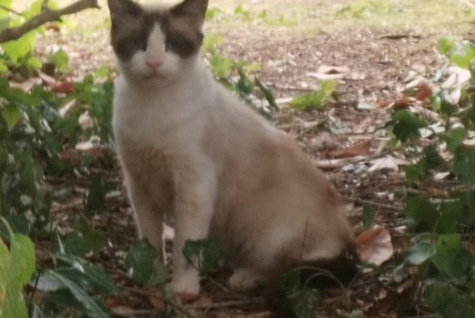Alerta descoberta Gato  Desconhecido La Chapelle-la-Reine France