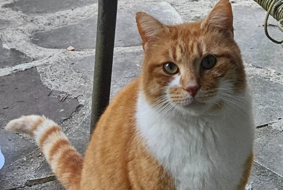 Alerta descoberta Gato cruzamento Macho Longnes France